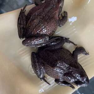 h活林蛙东北哈士蚂哈什蚂红肚皮蛤士蚂全母满油满籽长白山红肚蛤