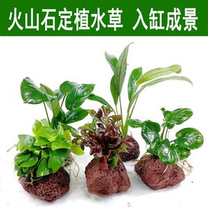 莫丝鱼草水族箱工具金丝草热带鱼缸装饰品液肥鱼缸水草活体植物