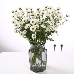 生活鲜花小雏菊花基地q直批纽扣菊水养家用室内花束北京同城速递