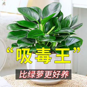 金钻盆栽绿萝室内植物花卉绿植水培万年青多肉新房家用吸除甲醛苗