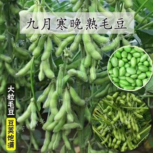 九月寒毛豆种子晚熟高产大粒青黄豆重阳豆种子鲜食菜毛豆蔬菜种子