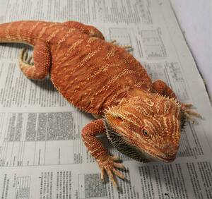 鬃狮蜥宠物活物入门级zero果冻皮革苗活体活爬宠鬃蜥异宠柑橘血红