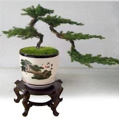 松树盆景植物室外迎客松