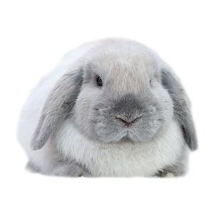 000人付款淘宝垂耳兔子活物灰白道奇r垂耳兔迷你宠物兔纯种荷兰短毛