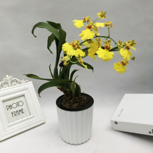 盆栽种0a蜜糖洋兰草本花卉室内文心兰兰花跳舞兰非常容易开花花苗