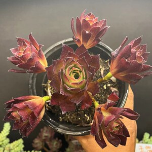 一品多肉金凤凰法师   多肉植物