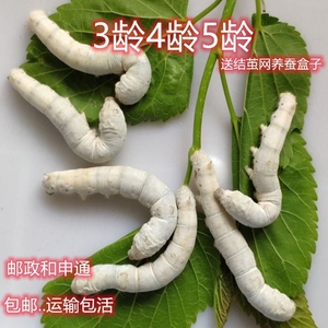 蚕宝宝幼虫活物儿童学生养蚕套装小蚕1龄234龄成年蚕蚕卵学网红款