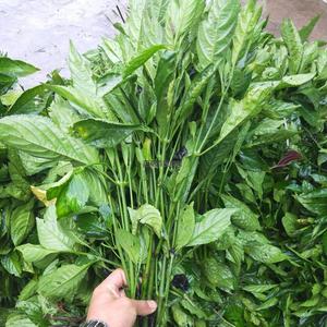 【新鲜板兰根叶】新鲜板兰根叶品牌,价格 - 阿里巴巴