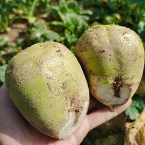 新鲜芥菜疙现挖当季农家芥菜大头菜瘩腌芥菜咸菜大头芥菜3-10斤