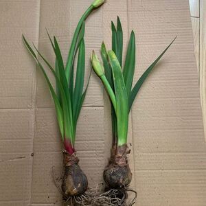 花卉盆栽紫根兰