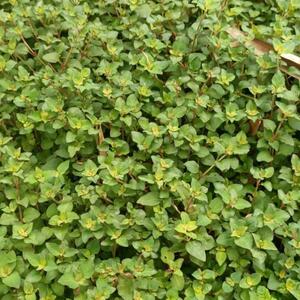 现采新鲜过路黄四川野生干金钱草500克包邮真金草走游草铺地莲