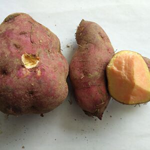 湖南红薯苹果红薯红心水果红薯生吃番薯红皮新鲜红薯地瓜大个包邮