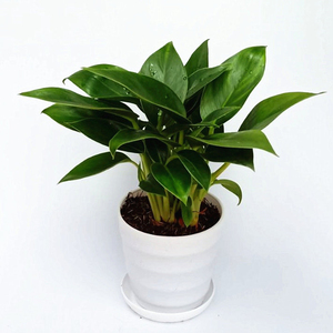 高档大叶绿钻盆栽花卉植物室内花型植大h金客厅好养活四季红钻ins