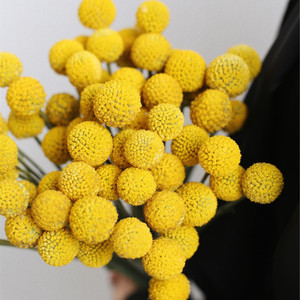 尤加利叶黄金球鲜花