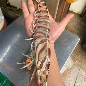 新鲜野生斑节虾