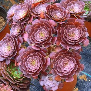 八尺镜法师老桩