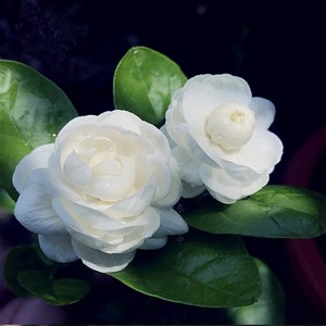 新品种重瓣圆叶宝珠茉莉花盆栽芳香浓郁i虎头茉莉宝珠小荷花带花