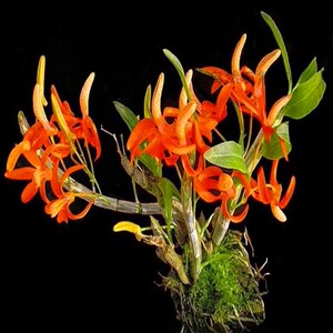 现货9787109124202原生种洋兰图鉴:卡特丽亚兰 阿里,罗臻,刘作新著