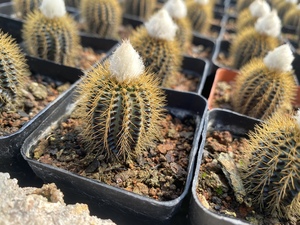 黄金士童仙人球