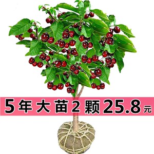 正宗车厘子树苗