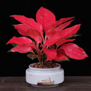 红色四方桌面地面花卉绿植老桩盆景盆兰花君子兰榕树包邮余其虎