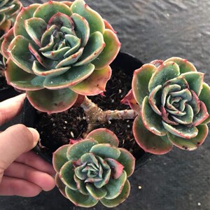 爱斯梅拉达多肉