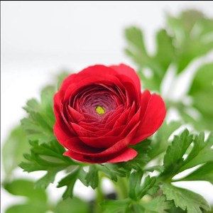 花卉芹叶牡丹花苗带花苞芹菜芹叶牡丹盆栽重瓣花毛茛鲜花盆栽