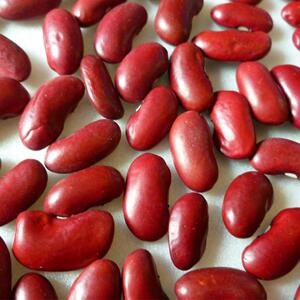 红芸豆种子大红豆 红花豆 农家种子 500g包邮