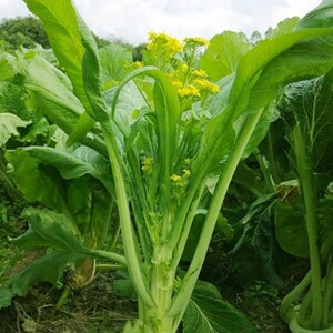 广东增城迟菜心甜菜心种子菜苔籽蔬菜种子四季播四九菜心耐寒甜嫩