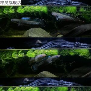 幻彩蓝宝石黄嘴幻蓝雷龙鱼非巴卡七彩奶茶火背眼镜蛇雷龙鱼苗食肉