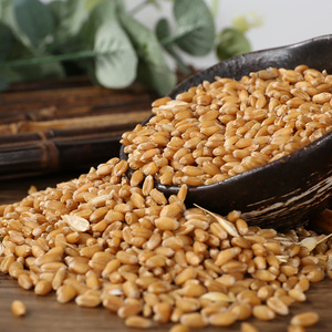 小麦粒麦子麦种小麦种子去皮种籽鱼饵窝料野钓饵