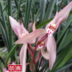 昂昂严选百货淘宝兰花苗 四川自然老种 春w剑【九凤朝阳】绿植浓香