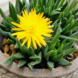 黄花照波多肉植物稀有品种组合盆栽小肉肉花卉s不带花苞室内绿植