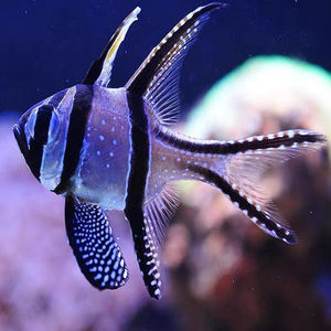 海水鱼巴黎天使