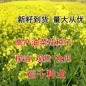 四季油菜籽榨油矮杆油菜花种孑耐寒高产南方北方秋冬易活蔬菜种子