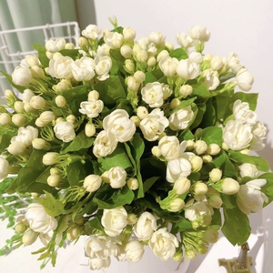 茉莉花束送男友栀子花水培植物水养马醉木日本吊钟南天竹鲜切花枝