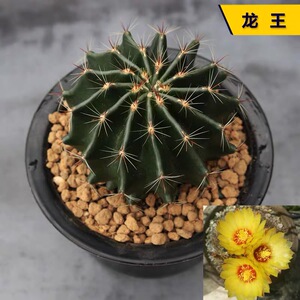 31-大颗龙王仙人球一物一拍 加购物车满28免邮 大小参考8.5cm圆盆