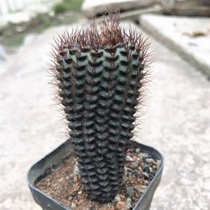 50-蜈蚣丸士童属仙人球一物一拍,加购物车满28包邮,高度3-5cm