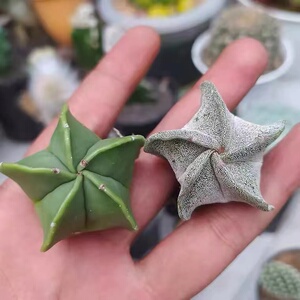 无刺仙人球多肉植物办公室内开花防辐射五角星趣味新手好养50人付款5