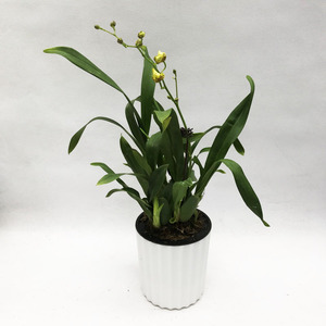 洋兰花盆草本花卉花苗兰花文心兰盆栽蜜糖带花苞种u真花跳舞兰室