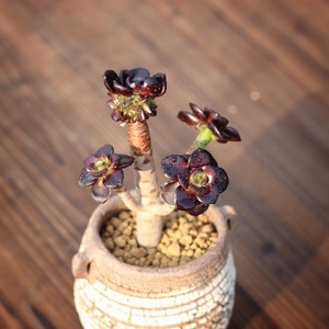 小黑豆黑法师多肉植物多头巨型稀有超萌肉肉绿植盆栽清.棚新手好