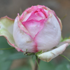 浩田花苑大花月季巴尔扎克月季花大玫f瑰灌木花卉可盆栽或地栽小