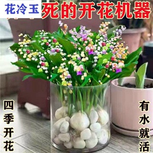 铃兰花水培浓香型铃兰花苗盆栽种根花卉耐寒植物带根帯芽手捧花四