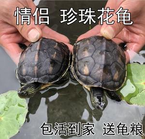 大珍珠龟花龟超大活物苗巨型台湾草龟长寿招财可食用龟乌龟送龟粮