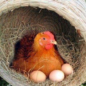 农村鸡窝芦丁鸡鸡窝家用下蛋窝鸽子母鸡孵化保暖草编大号户外鸡屋