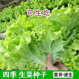 四季奶油生菜种子可生吃阳台盆栽夏季耐热蔬菜种籽农家玻璃生菜种