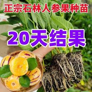 【20天结果】人参果苗盆栽人生果树苗仙桃长寿果苗正宗水果苗四季