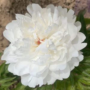 中原牡丹杨妃出浴纯白色山东重瓣大芍药鲜切花10支