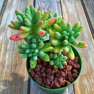 日本八千代多肉植物进口肉肉糖果色老桩室内绿植防辐射盆栽