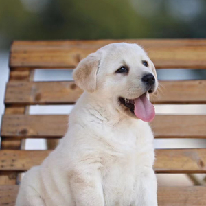 纯种拉布拉多幼犬活体黑色拉布拉多导盲犬小七巡回犬幼崽家庭狗狗
